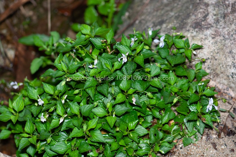 Viola stewardiana photo 5