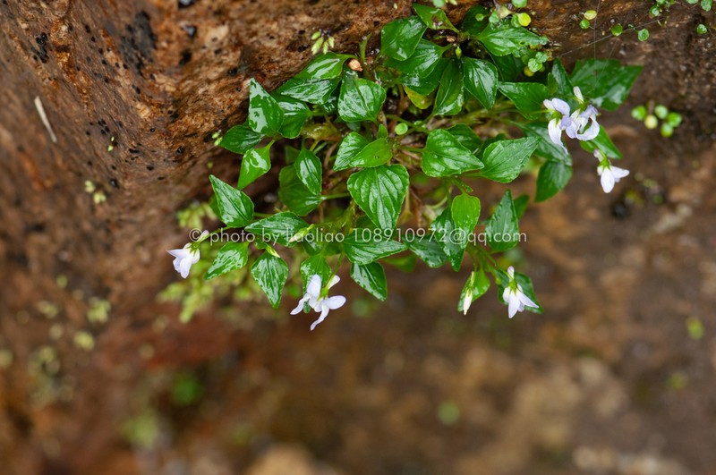 Viola stewardiana photo 6