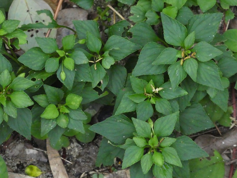 Viola stewardiana photo 7