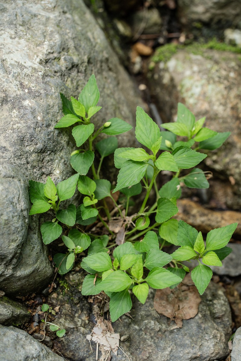 Viola stewardiana photo 8