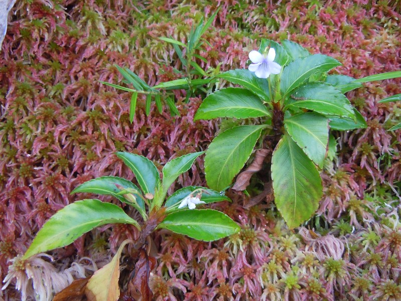 Viola stipularis photo 2