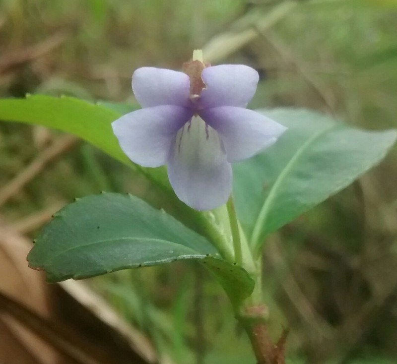 Viola stipularis photo 3