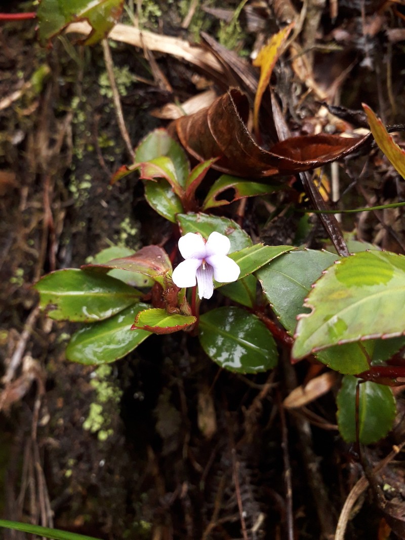 Viola stipularis photo 4