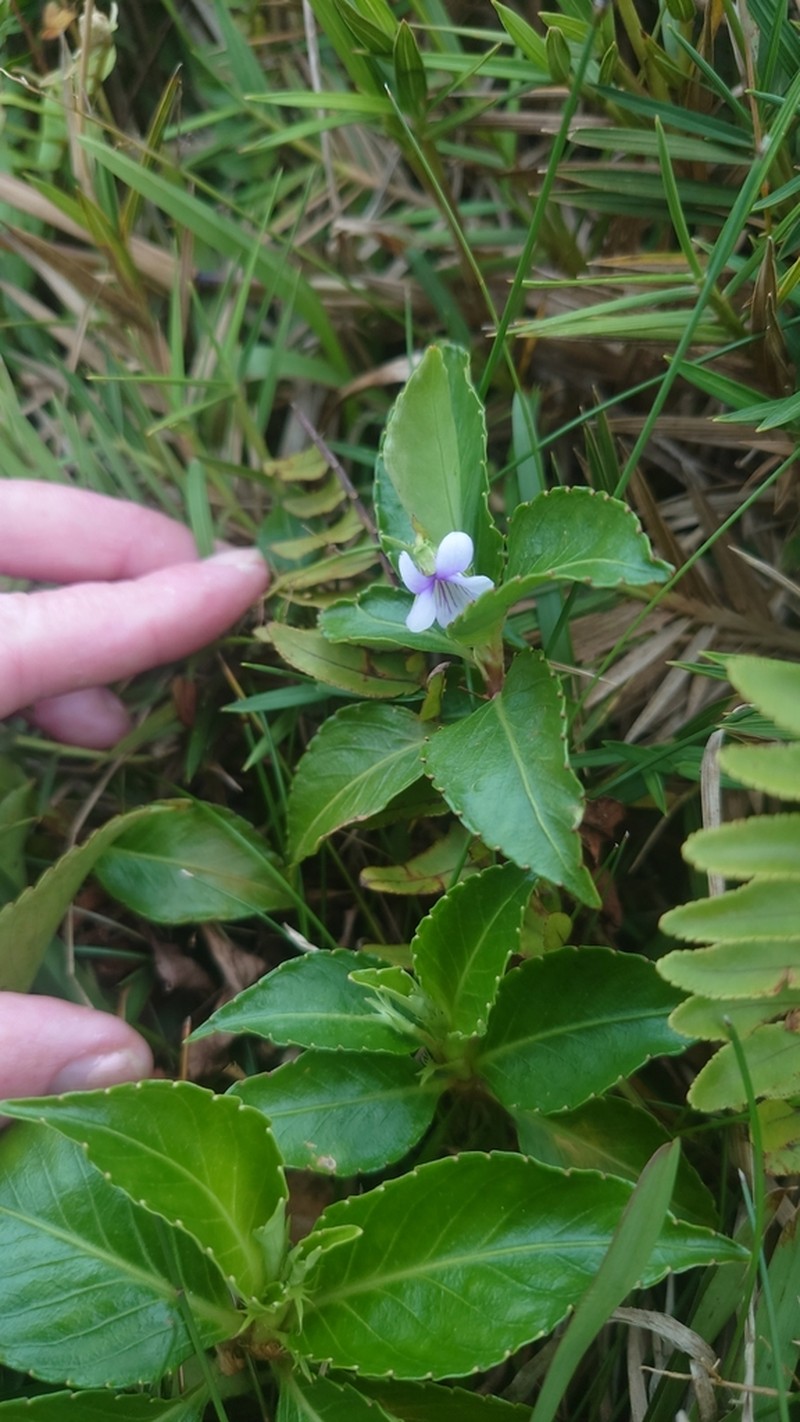 Viola stipularis photo 5