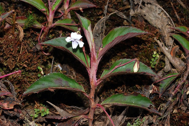 Viola stipularis photo 6