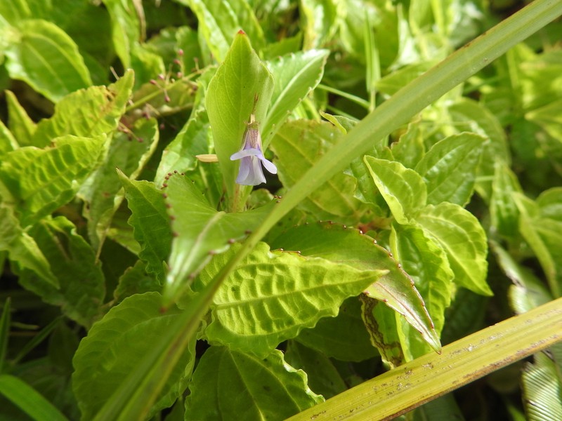 Viola stipularis photo 7