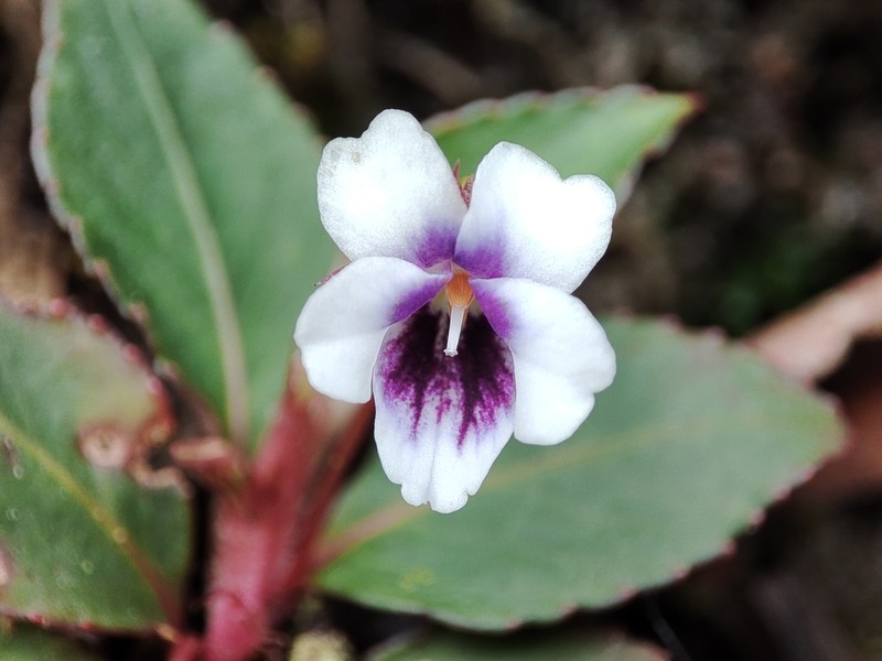 Viola stipularis photo 8
