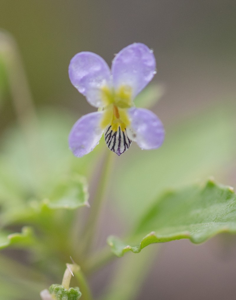 Viola stocksii