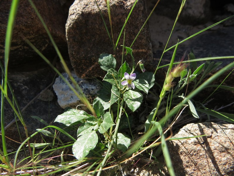 Viola stocksii photo 3