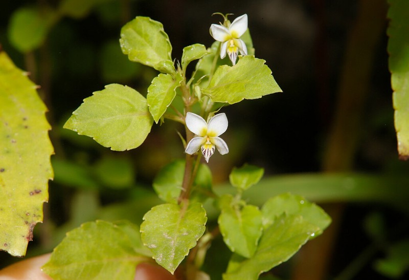 Viola stocksii photo 4