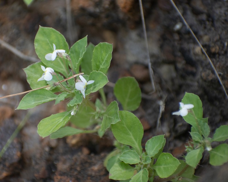 Viola stocksii photo 6