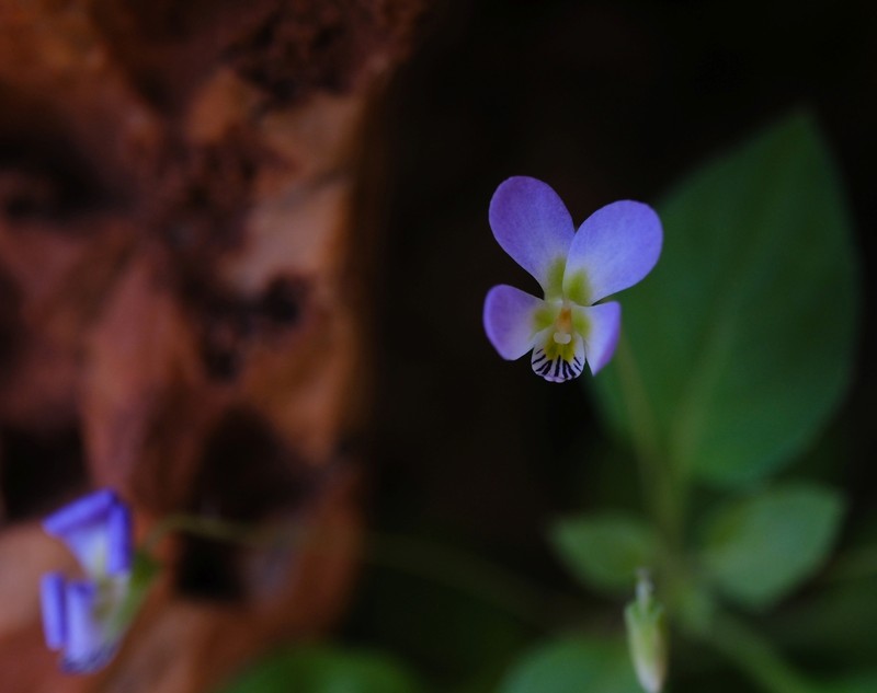 Viola stocksii photo 7