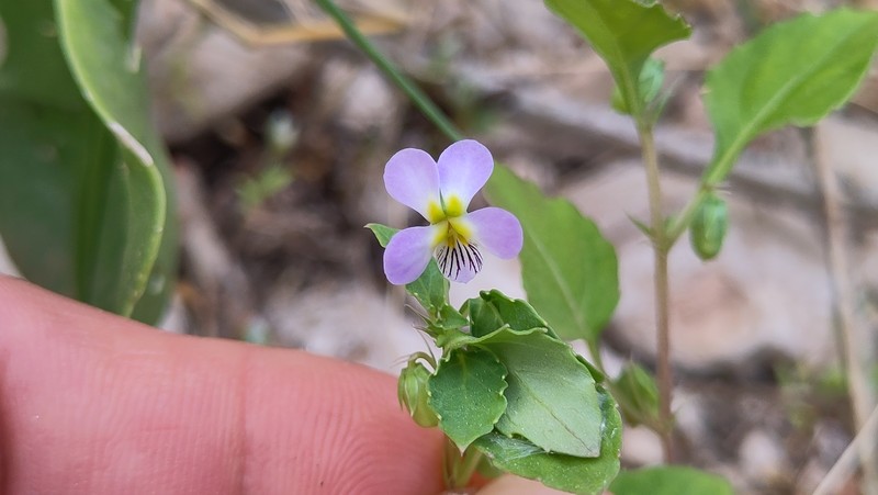Viola stocksii photo 8