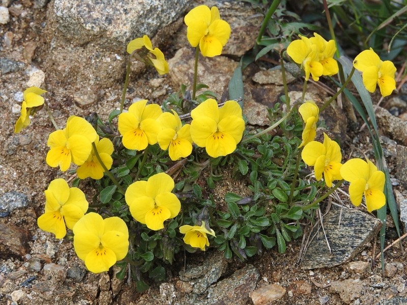 Viola stojanowii