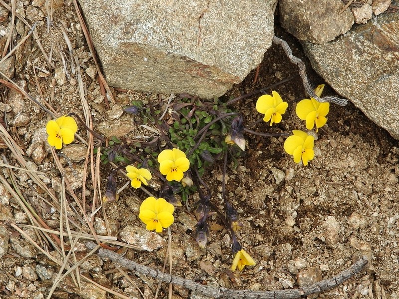 Viola stojanowii photo 2