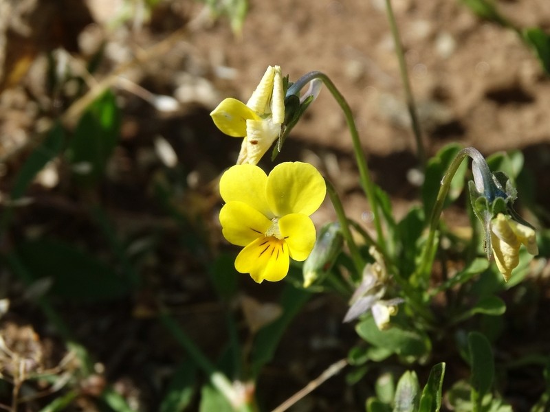 Viola stojanowii photo 3