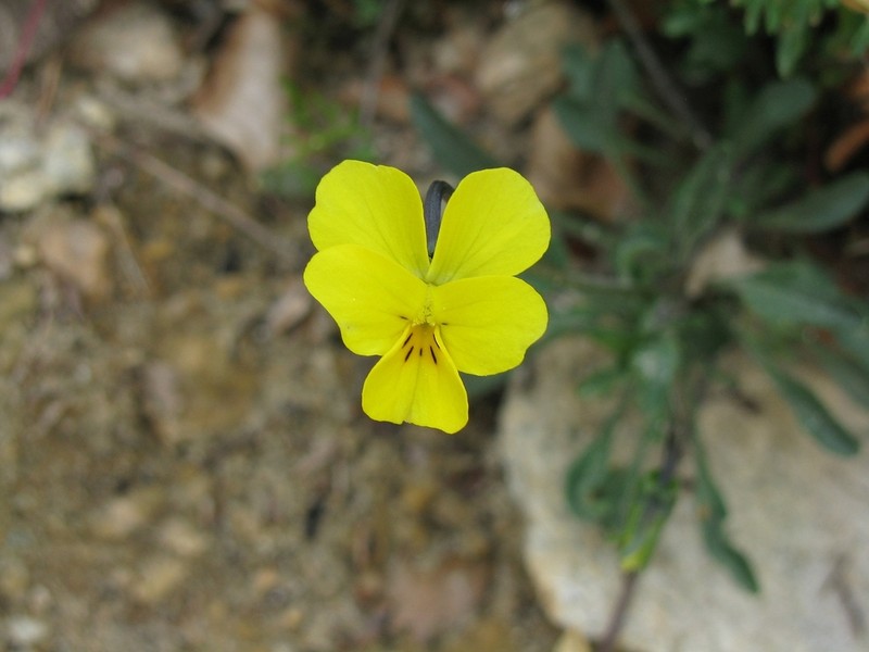 Viola stojanowii photo 4