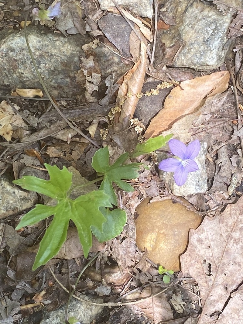Viola stoneana photo 2