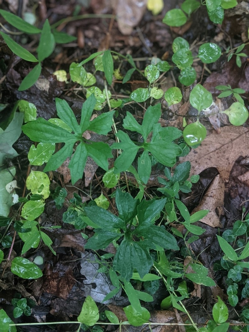 Viola stoneana photo 4