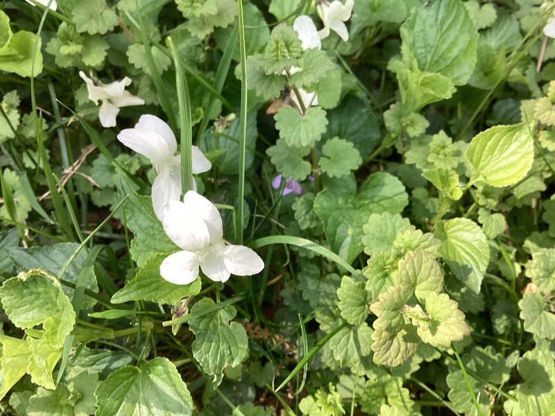 Striped Cream Violet photo 2
