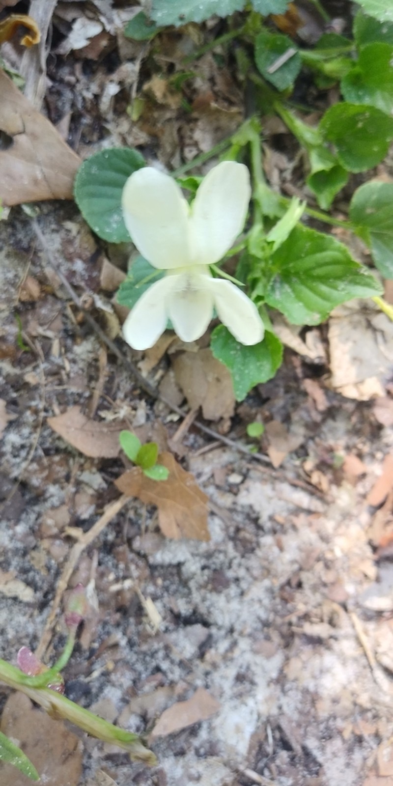 Striped Cream Violet photo 7