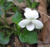 Striped Cream Violet
