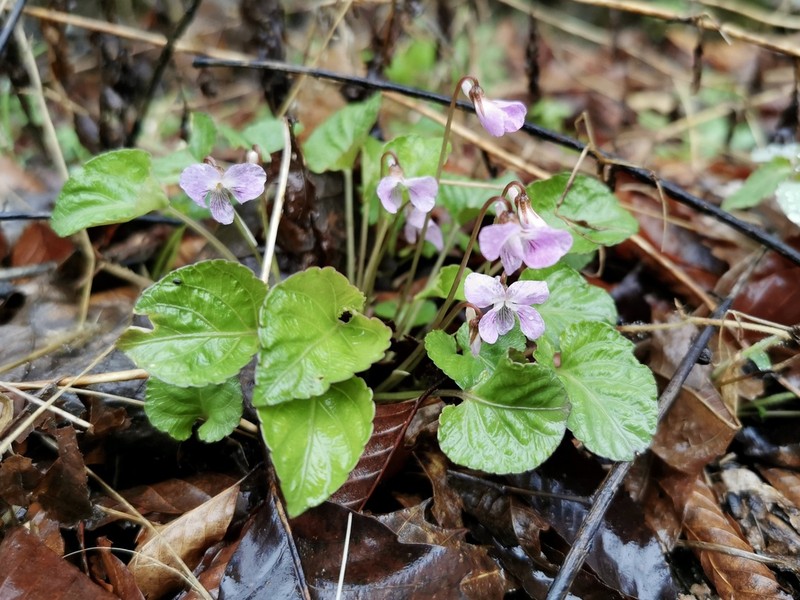 Viola striatella