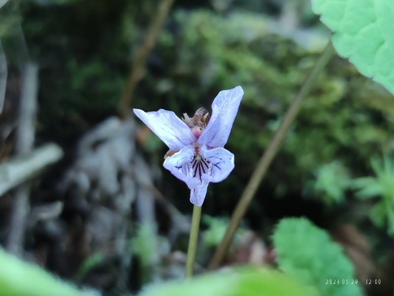 Viola striatella photo 2