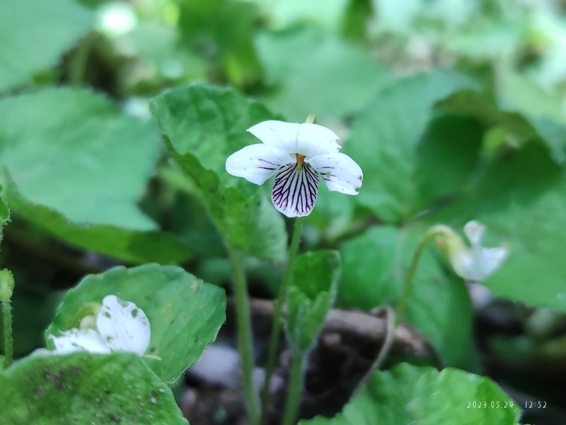 Viola striatella photo 3