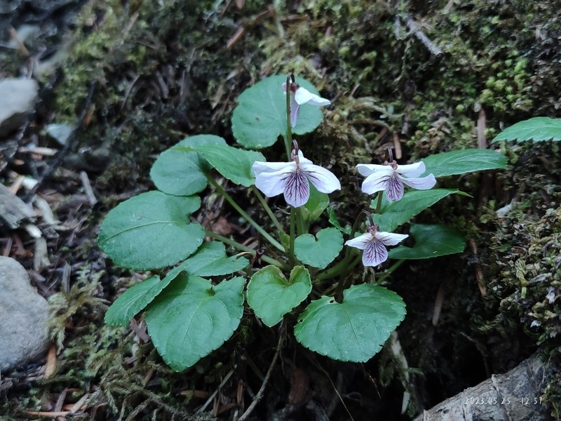 Viola striatella photo 4