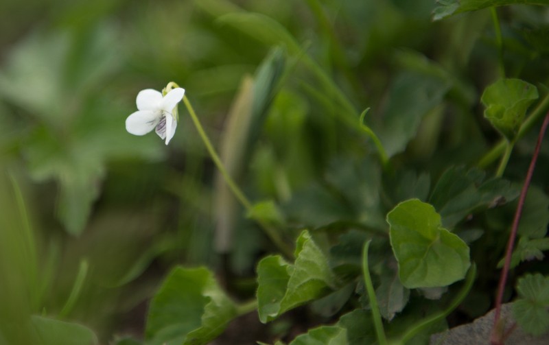 Viola striatella photo 5