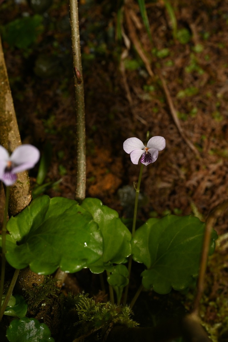 Viola striatella photo 6