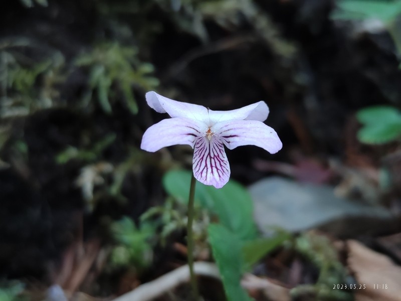 Viola striatella photo 7
