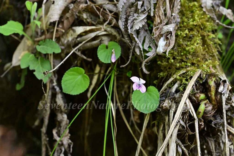 Viola striatella photo 8