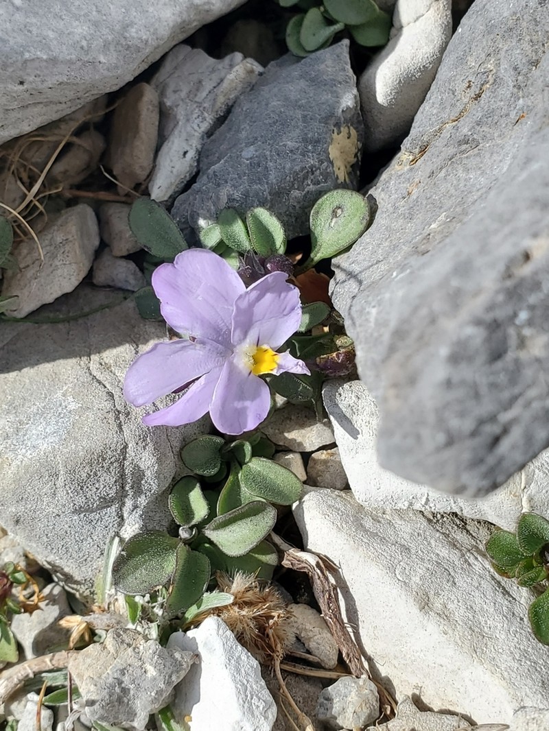 Viola striis-notata