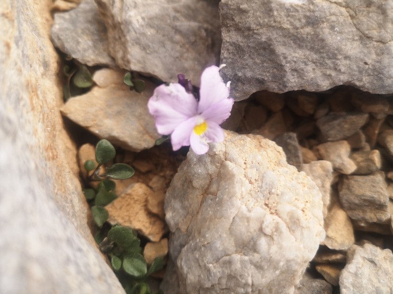 Viola striis-notata photo 2