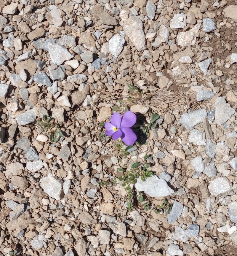 Viola striis-notata photo 3