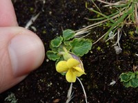 Viola stuebelii