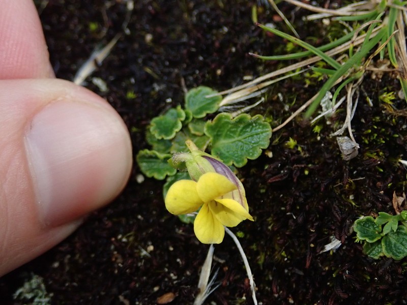 Viola stuebelii
