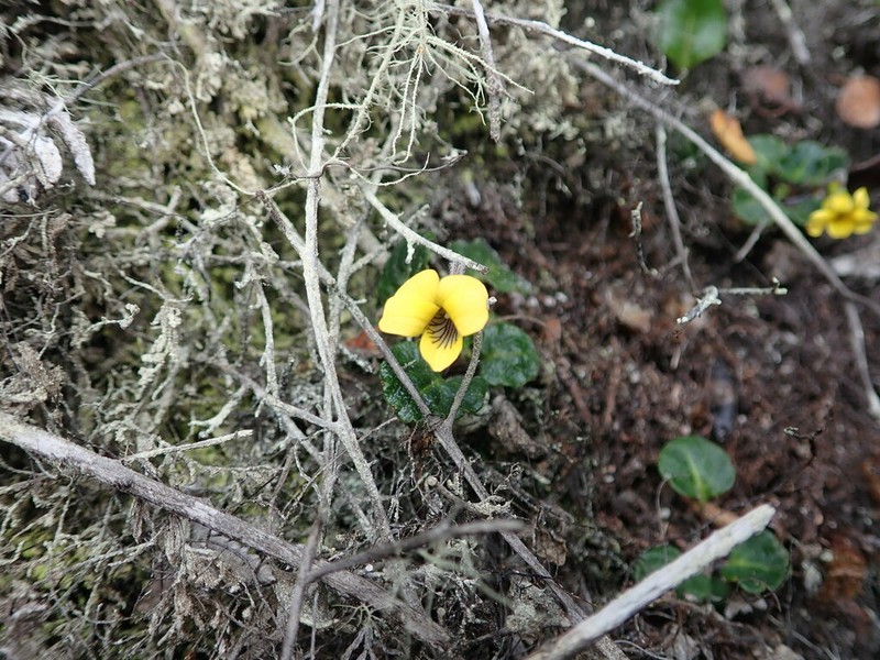 Viola stuebelii photo 2