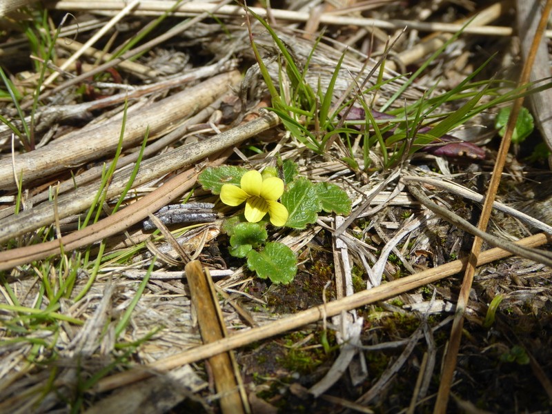 Viola stuebelii photo 3