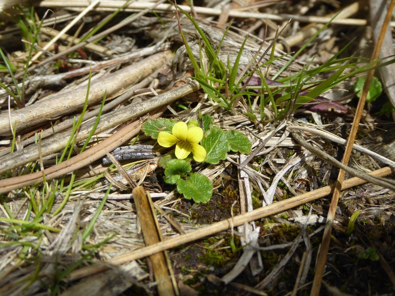 Viola stuebelii photo 5