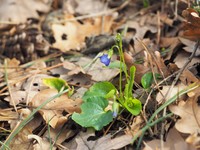 Viola suavis