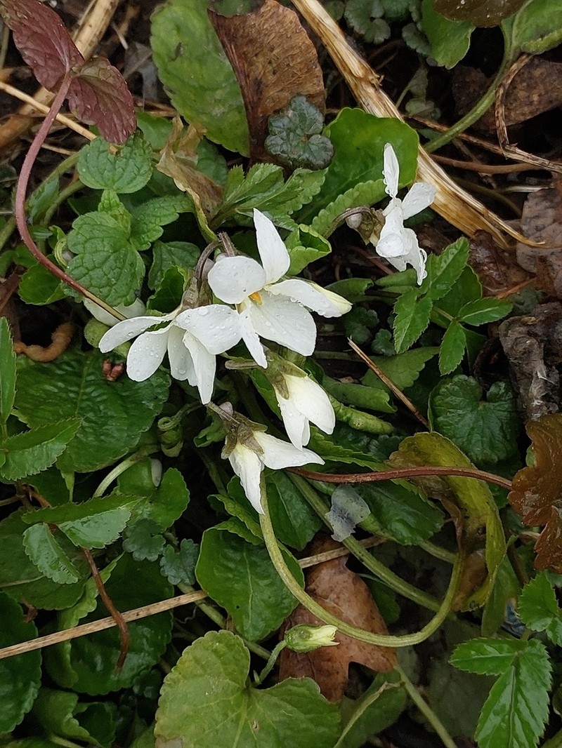 Viola suavis photo 2