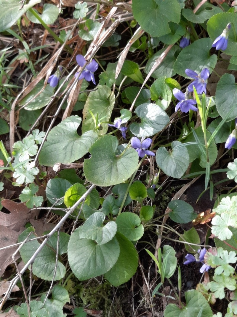 Viola suavis photo 3