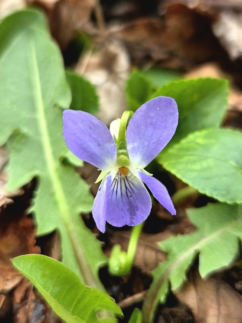 Viola suavis photo 4