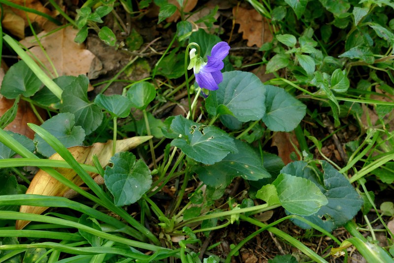 Viola suavis photo 5