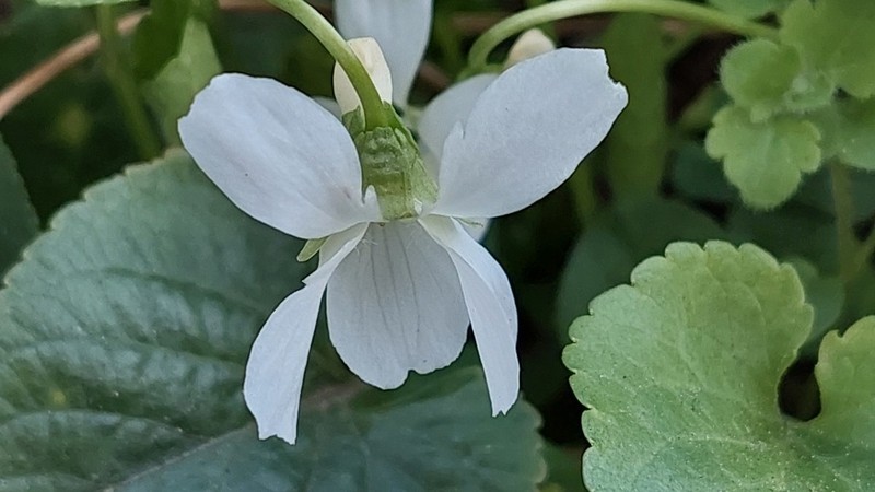 Viola suavis photo 6