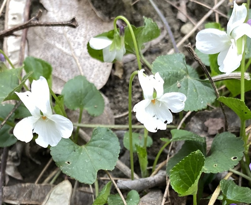 Viola suavis photo 7