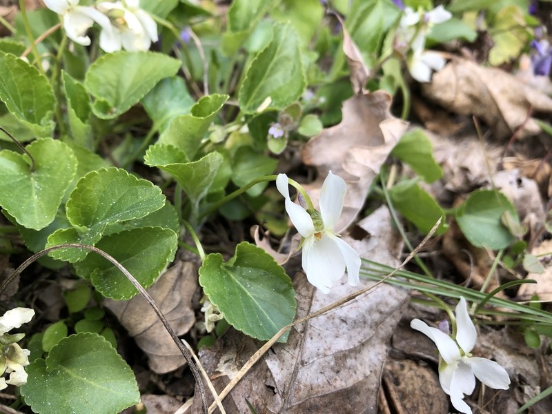Viola suavis photo 8